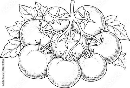 Hand Drawn of Ripe Tomatoes Vine with Leaves Isolated White Background food