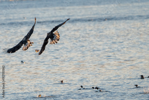 two Bald Eagle in flight
