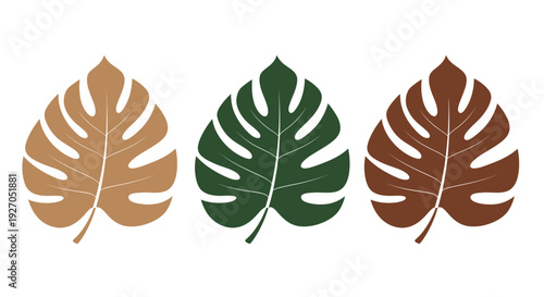 Monstera deliciosa leaves in brown green and tan white background leaf plant