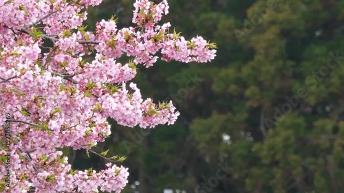 風に舞う桜の花びらと満開の「イズノオドリコ」