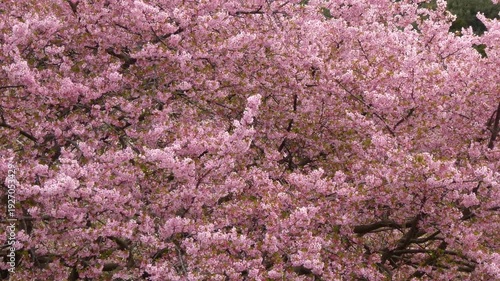 画面いっぱいの桜「イズノオドリコ」