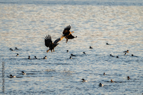 Two Bald Eagle in flight with a fish to passing over