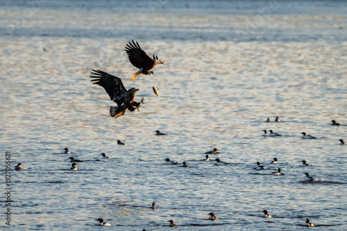 Two Bald Eagle in flight with a fish to passing over