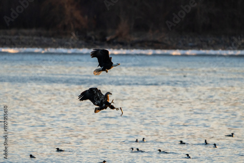 Two Bald Eagle in flight with a fish to passing over