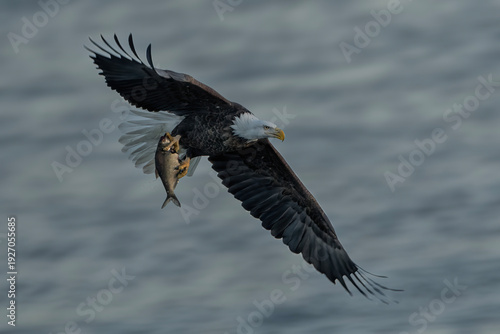 Bald Eagle in flight with a fish