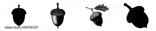 Silhouette of a single acorn in a black and white photo
