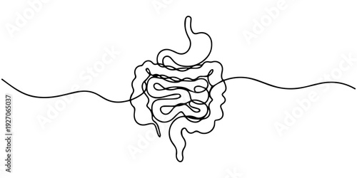 Digestive system continuous one line drawing