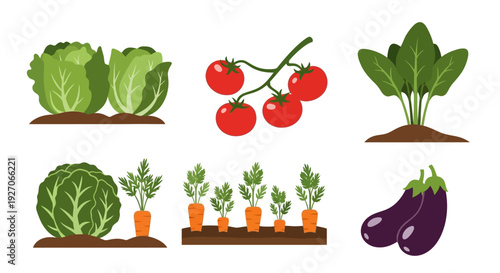 Healthy Garden Produce Illustration. Farming and Harvesting Icons: Carrots, Tomatoes, Cabbage, Lettuce, Spinach, and Eggplants Isolated on White.
