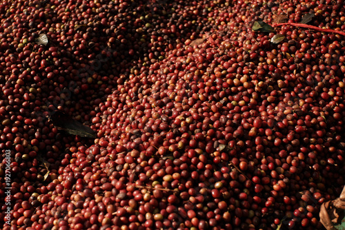 Ripe Arabica coffee cherries have been picked, ready for post-harvest processing.