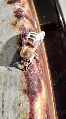 Macro shot of a honey bee (Apis mellifera) drinking water on a rusty metal surface