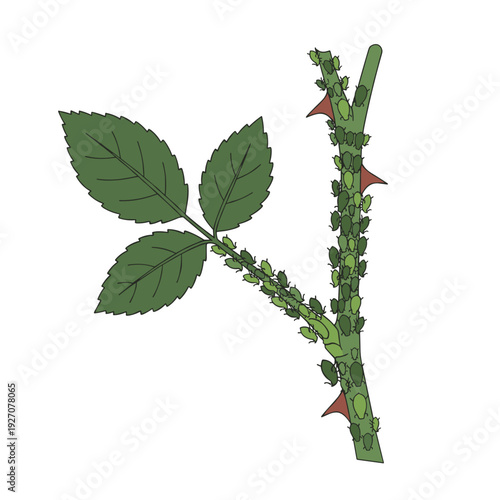 Green aphids clustered on rose stem with sharp thorns and leaves isolated on light background concept of garden pest infestation