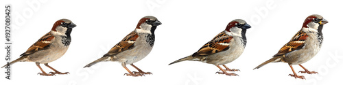 Four sparrows standing in a row isolated on transparent background