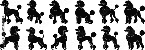 Set of vector illustrations of black silhouette poodles with fluffy pom-poms, dog breed, different poses