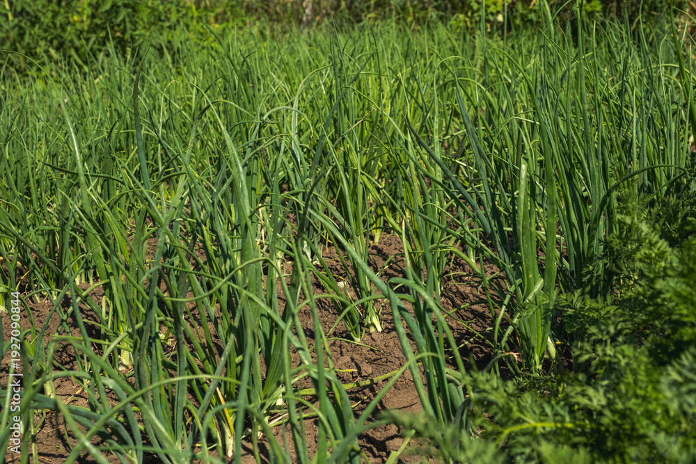 Obraz premium Fresh green spring onions growing in fertile brown soil under bright sunlight, representing organic farming and sustainable agriculture in a domestic garden