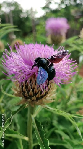 Carpenter bee (Xylocopa violacea) with blue wings on a blooming Leuzea flower