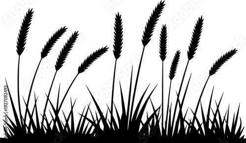 Black Silhouette of Wheat Stalks and Grass Blades a White Background