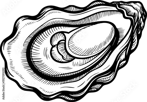 Detailed black and white of an open oyster with visible flesh a white background