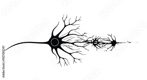 Black and white illustration of three neurons with branching dendrites on white background