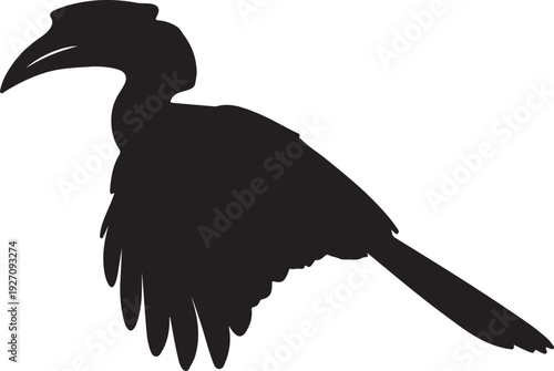  Flying Hornbill in silhouette on white background.