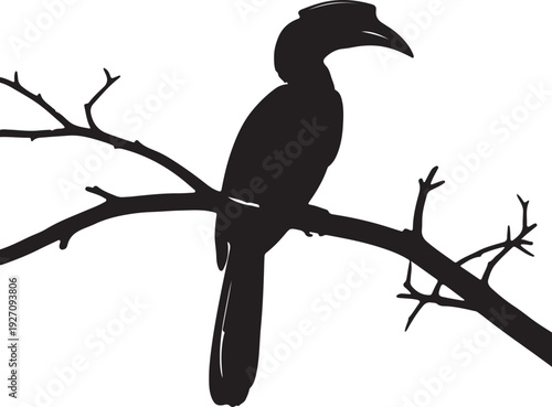 Hornbill on branch in silhouette