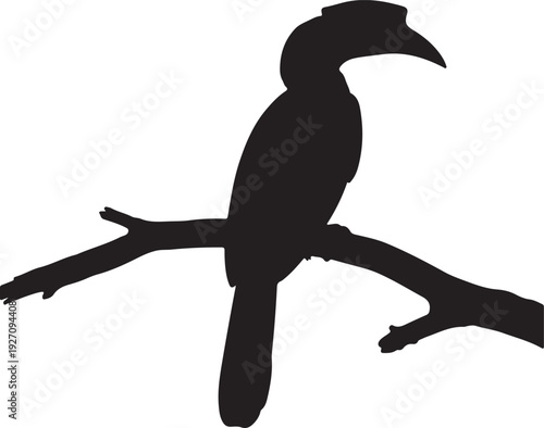 Hornbill on branch in silhouette on white background.