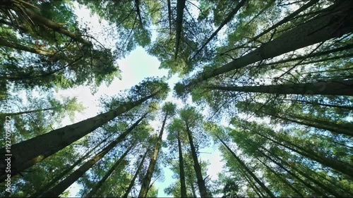 Looking up through tall pine trees towards the bright blue sky on a sunny day