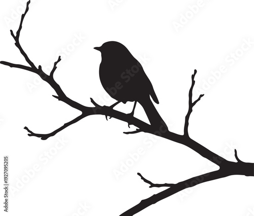 Robin on branch in silhouette white background.