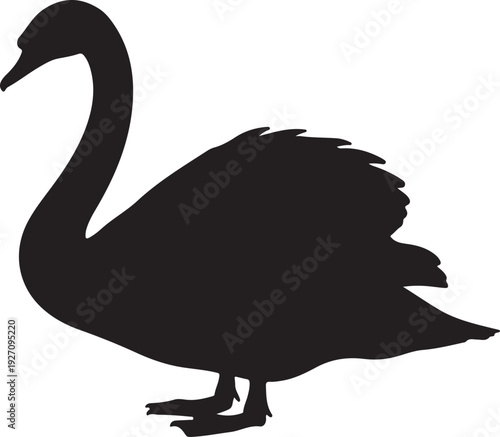 Hornbill  on white background