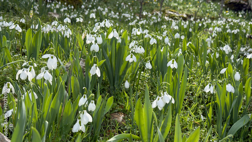 A region of elegant and cold-resistant snowdrop flowers.