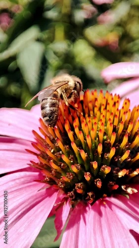Honey bee pollinating a pink coneflower (Echinacea purpurea) in the garden