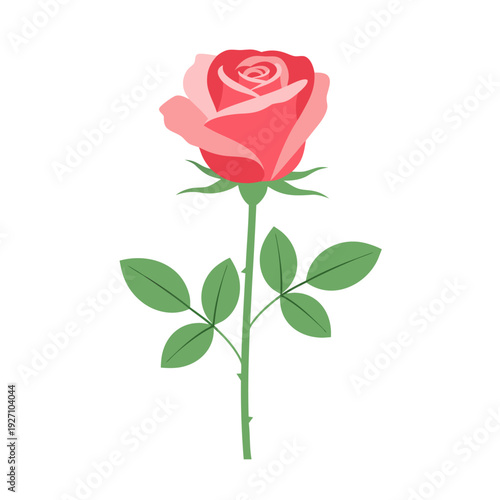 Vibrant red rose with lush green leaves on stem in minimalist white background design