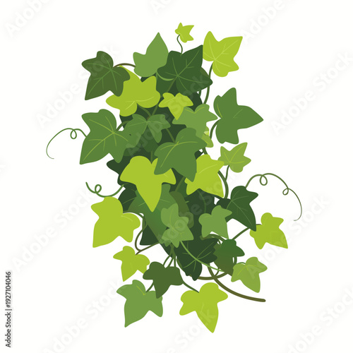 Lush green climbing ivy illustration with vibrant leaves and twisting vines on white background