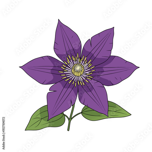 Vibrant purple clematis flower with green leaves and detailed petals on white background