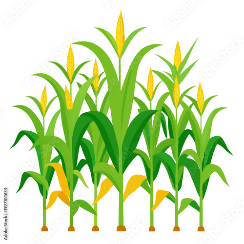 Lush corn plants with green stalks and yellow ears of corn on a clean white background depicting agricultural growth and abundance