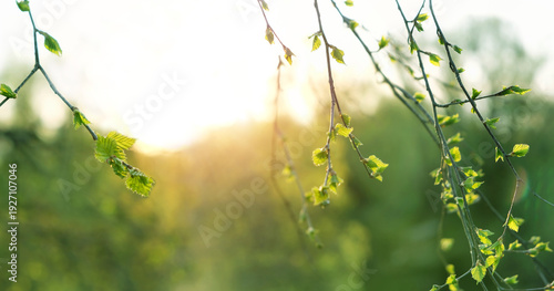 Green young little birch leaves on tree branches close up, abstract nature background. spring season. Beautiful sunny landscape with fresh gentle young spring foliage. soft focus