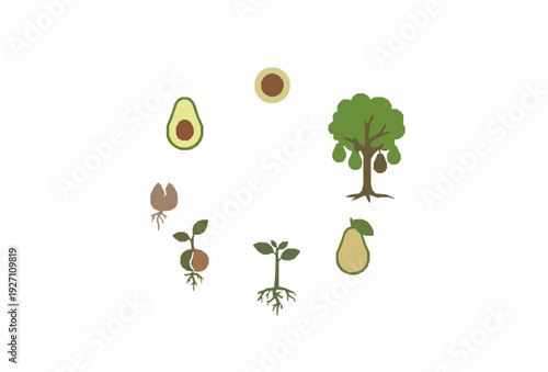 Avocado Growth Stages Circular Infographic Vector from Seed Germination to Fruiting Tree