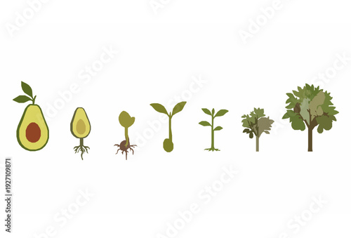 Avocado Plant Life Cycle Diagram Vector from Seed to Mature Fruit Tree on White Background