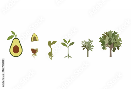 Avocado Plant Life Cycle Diagram Vector from Seed to Mature Fruit Tree on White Background
