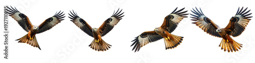 Four brown eagles in flight isolated on transparent background