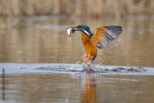 A male Kingfisher, Alcedo atthis, is captured in high speed action as it exits the water complete with a fish in his beak. His wings are spread