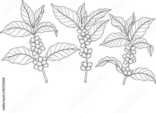 Hand Drawn Coffee Plant Branches with Leaves and Berries Line Art Illustration, Botanical Coffee Bean Outline Design in Black and White Vector Style
