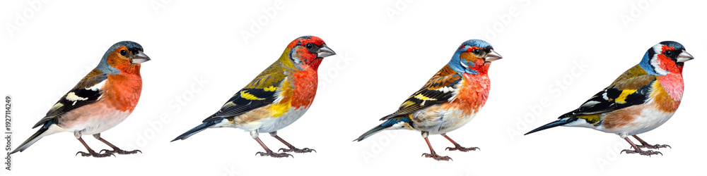 Obraz premium Four colorful finches standing in a row isolated on transparent background