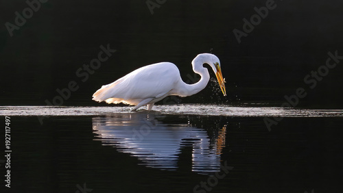 The solo egret is preying on a lake in the early morning