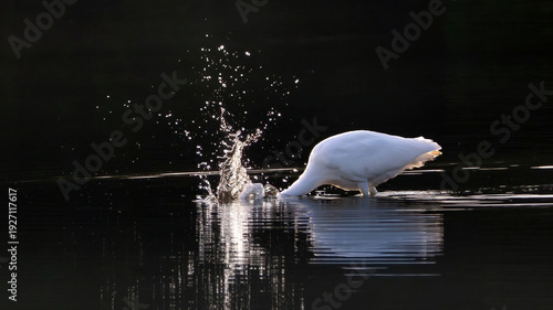 The solo egret is preying on a lake in the early morning