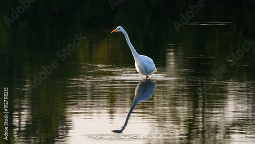The solo egret is wandering on a calm lake for taking chance of prey.