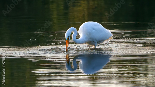 The solo egret is preying on a lake in the early morning