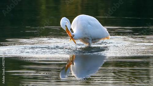 The solo egret is preying on a lake in the early morning