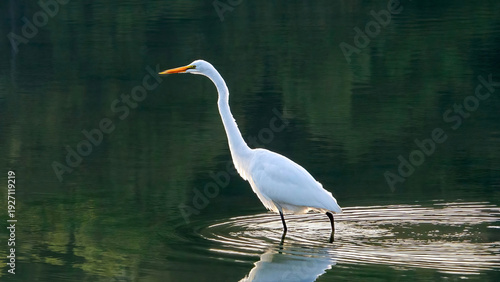 The solo egret is wandering on a calm lake for taking chance of prey.