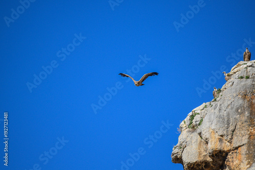 El vuelo del buitre real