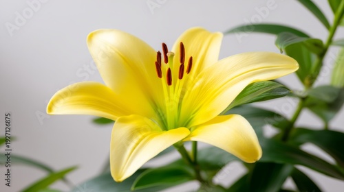 Radiant Yellow Lily with Midday Glow in Full Bloom from Top-Down View